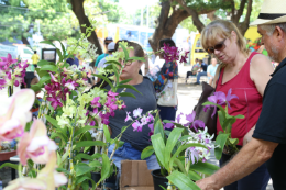 Imagem: Foto de orquídeas