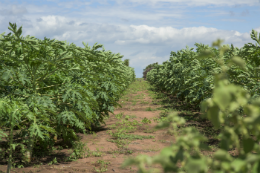 Imagem: "Geotecnologias aplicadas à agricultura e ao meio ambiente" é o tema do evento (Foto: Viktor Braga/UFC)