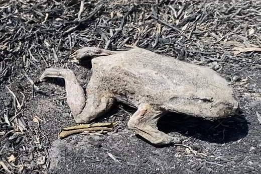 Imagem: foto de um sapo queimado em um solo incendiado