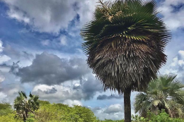 Árvores e o céu na Fazenda Raposa