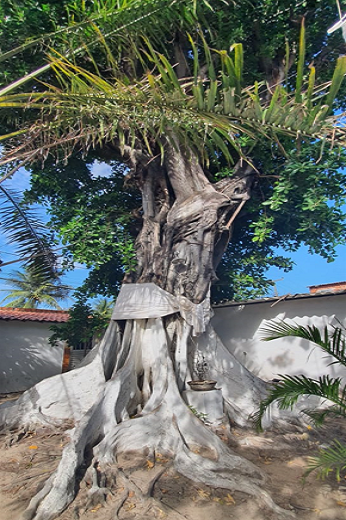 Imagem: Do patrimônio do terreiro faz parte a Gameleira, chamada de Tempo, considerada sagrada por ser o assentamento do orixá Iroko, que rege o tempo e a ancestralidade (Foto: acervo do Ilè Igbá Asè Possun Aziri)