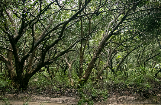 Imagem: Vegetação fechada da Matinha do Pici (foto: Ribamar Neto/UFC)