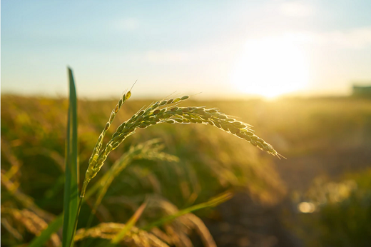 Imagem: O projeto aprovado vai colaborar na formação de engenheiros-agrônomos e de alimentos que busquem soluções para os problemas relacionados à sustentabilidade na produção agroalimentar (Foto: Freepik)