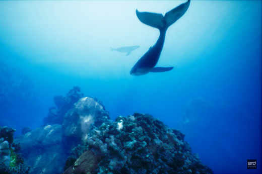 Imagem: Foto de um ambiente de prova para mídia interativa em aquários virtual, feito pelo LABVIS. (Foto: Divulgação/ UFC Virtual)